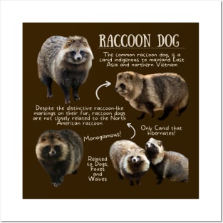 Animal Facts - Raccoon Dog Posters and Art